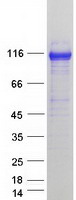 protq10567 ap1b1 human recombinant protein