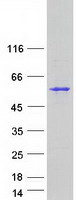 protq10713 pmpca human recombinant protein