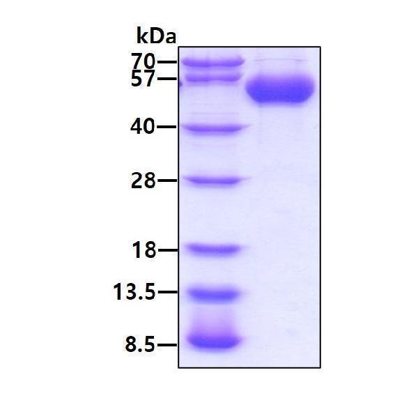 3ug by SDS-PAGE under reducing condition and visualized by coomassie blue stain