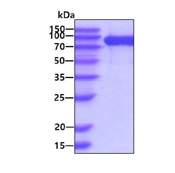 3ug by SDS-PAGE under reducing condition and visualized by coomassie blue stain