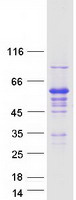 protq12894 ifrd2 human recombinant protein