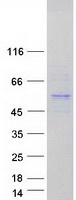 protq12950 foxd4 human recombinant protein