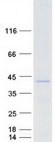 protq12952 foxl1 human recombinant protein