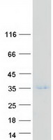 protq12962 taf10 human recombinant protein