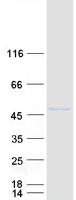 Coomassie blue staining of purified PPP1R8 protein
