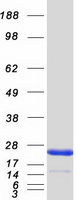protq12974 ptp4a2 human recombinant protein