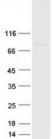 protq12996 cstf3 human recombinant protein
