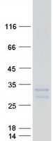 protq13007 il24 human recombinant protein