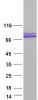 protq13049 trim32 human recombinant protein