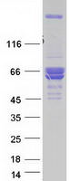 Coomassie blue staining of purified PDIA2 protein
