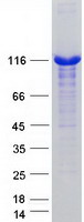 Coomassie blue staining of purified USP4 protein
