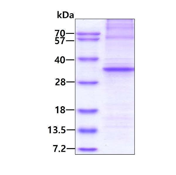 3ug by SDS-PAGE under reducing condition and visualized by coomassie blue stain