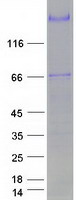 Coomassie blue staining of purified PAPPA protein