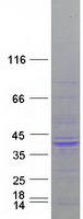 Coomassie blue staining of purified GPS2 protein