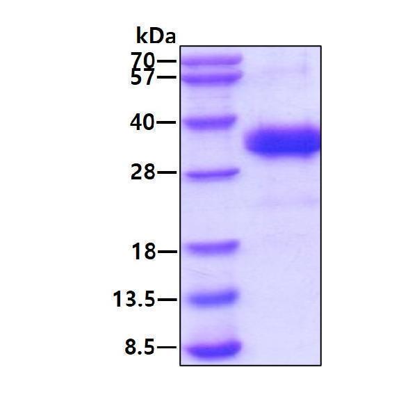 3ug by SDS-PAGE under reducing condition and visualized by coomassie blue stain