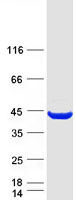 Coomassie blue staining of purified NMI protein