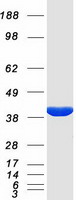 Coomassie blue staining of purified KCNAB2 protein