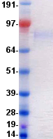 protq13308 cck4 ptk7 human recombinant protein