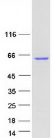 Coomassie blue staining of purified GRB10 protein