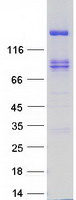protq13332 ptprs human recombinant protein