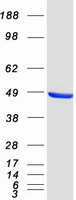 protq13363 ctbp1 human recombinant protein