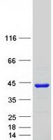 Coomassie blue staining of purified PDCL protein