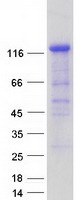 protq13387 jip2 mapk8ip2 human recombinant protein