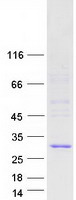 protq13401 pms2l3 human recombinant protein