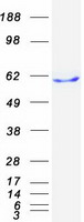 Coomassie blue staining of purified BTN1A1 protein