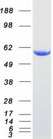Coomassie blue staining of purified SNTA1 protein