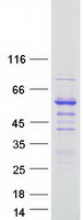 Coomassie blue staining of purified SNTB2 protein
