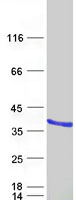 Coomassie blue staining of purified UNC119 protein
