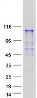 protq13438 os9 human recombinant protein