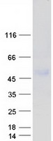 Coomassie blue staining of purified LSAMP protein