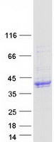 Coomassie blue staining of purified MADCAM1 protein