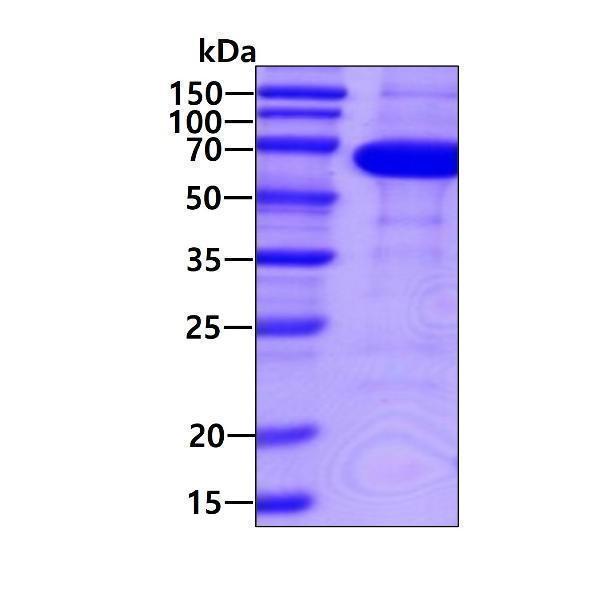 3ug by SDS-PAGE under reducing condition and visualized by coomassie blue stain