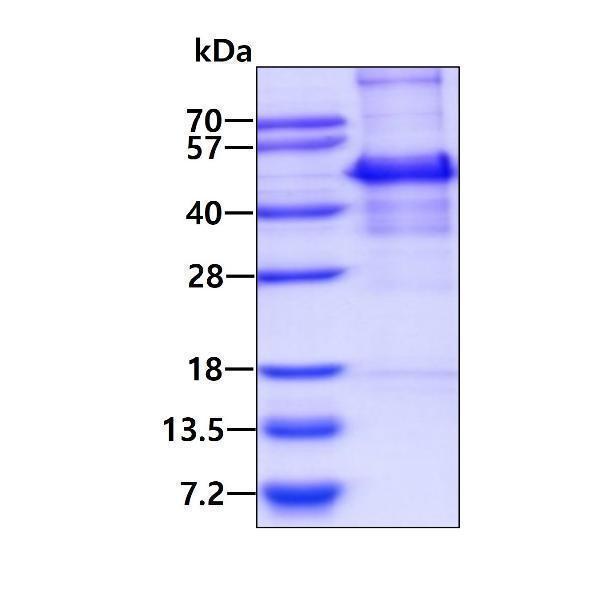 3ug by SDS-PAGE under reducing condition and visualized by coomassie blue stain