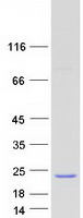 protq13503 surb7 med21 human recombinant protein
