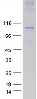 Coomassie blue staining of purified TRPC3 protein