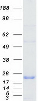 protq13522 ppp1r1a human recombinant protein