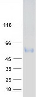 protq13530 serinc3 human recombinant protein