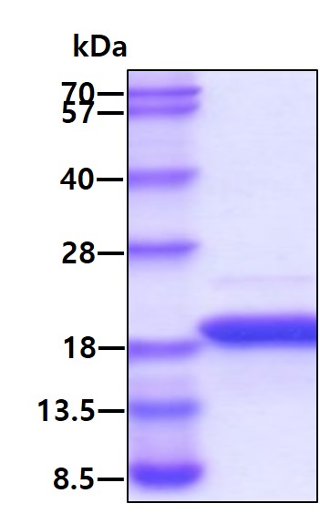 3ug by SDS-PAGE under reducing condition and visualized by coomassie blue stain