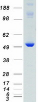 protq13557 camk2d human recombinant protein