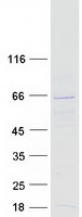 Coomassie blue staining of purified NAE1 protein