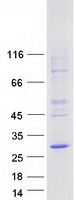 Coomassie blue staining of purified LAPTM5 protein