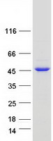 Coomassie blue staining of purified ITPK1 protein