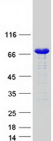 protq13596 snx1 human recombinant protein