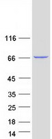 protq13613 mtmr1 human recombinant protein