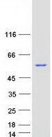 Coomassie blue staining of purified MTMR2 protein