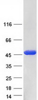 Coomassie blue staining of purified TSTA3 protein